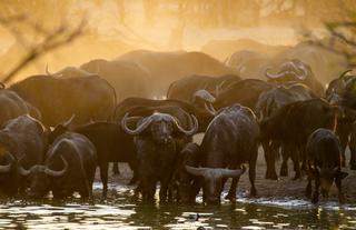 Buffalo at the waterhole