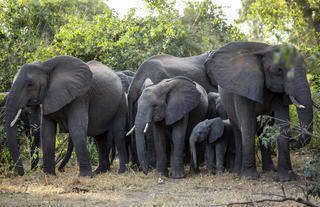 Elephant herd in Gonarezhou