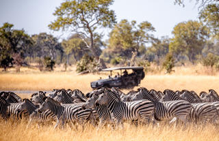 Karangoma - activity (game drive & zebra)