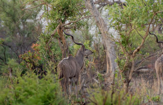 Karangoma - game viewing