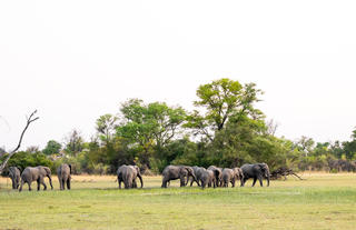 Karangoma - game viewing