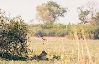 Karangoma - game viewing