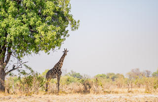 Karangoma - game viewing