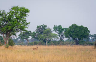 Karangoma - game viewing