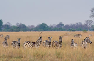 Karangoma - game viewing