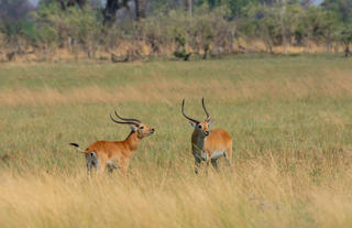 Karangoma - game viewing