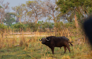 Karangoma - game viewing