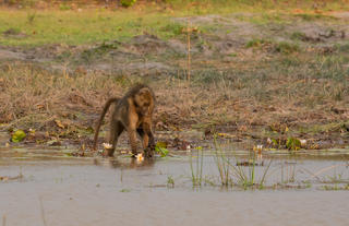 Karangoma - game viewing