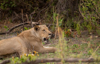 Karangoma - game viewing