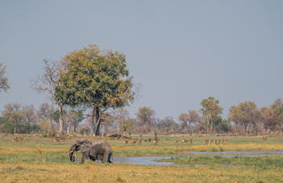 Karangoma - game viewing