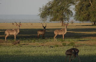 Gorongosa Wildlife