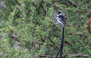 Auas Safari Lodge - Bird watching