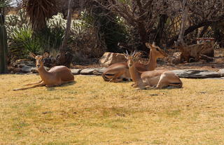Impala family at Auas