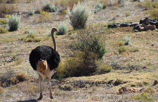 Ostrich at Auas