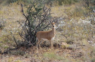 Steenbok at Auas