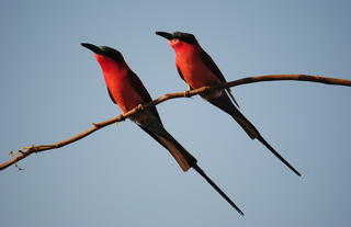 Changa Birding