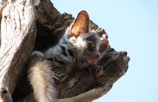 Bush Babies hanging out at Changa