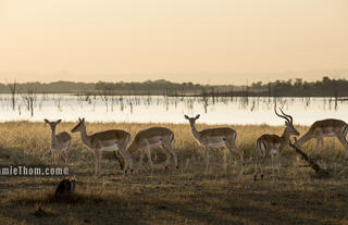 Impala at Changa