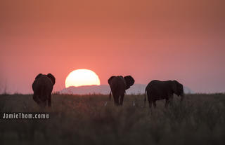 Sunset with Elephants