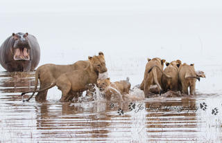 Changa - Hippo vs lion