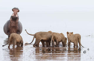 Changa - hippo vs lion in the water