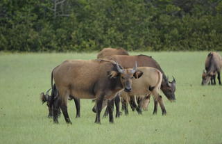 Forest Buffalo