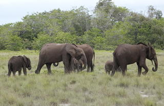 Forest Elephants