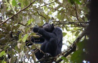 Chimpanzee trekking