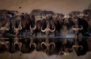Wildlife 