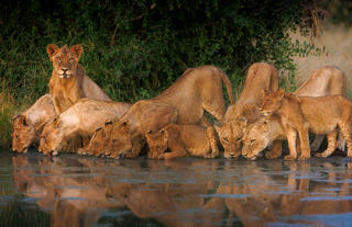 Wildlife Chad Cocking
