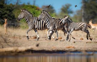 On Safari - TT Wildlife