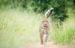 On Safari - TT Wildlife