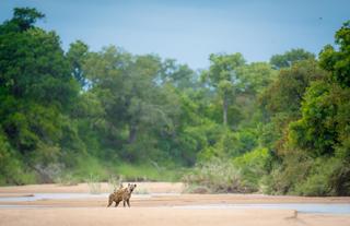 On Safari - TT Wildlife