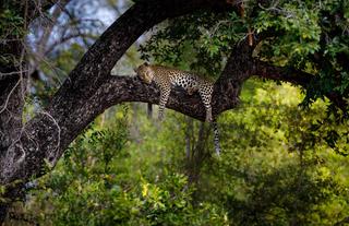 On Safari - TT Wildlife