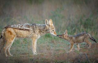 On Safari - TT Wildlife