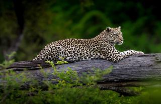 On Safari - TT Wildlife