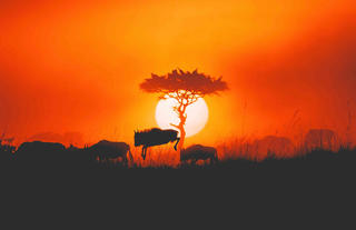 Lamai Wildlife - Wildebeest
