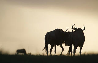 Lamai - Wildebeest
