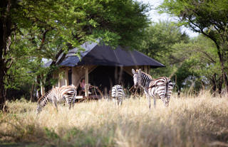 Lamai Client Tent w Zebra
