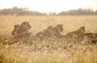 Lions of Lamai