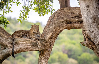 Leopard of Lamai
