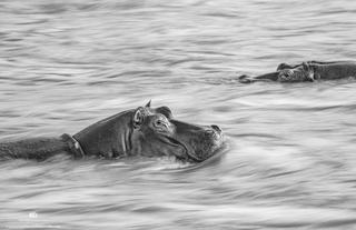 River Horses of the Mara.