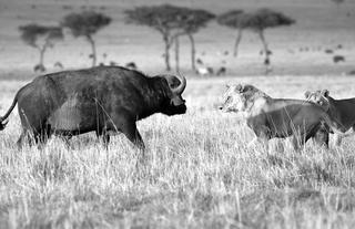 Buffalo soldiers