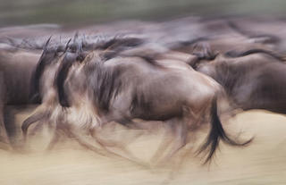 Wildebeest on the move