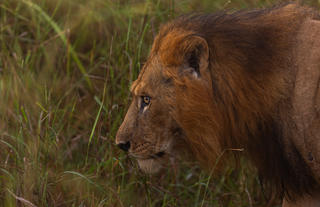 Lion 