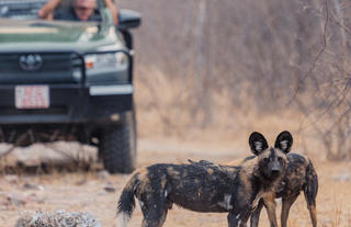 Wild dogs on game drive