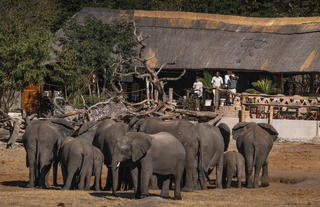 Elephants in front of Khulu Bush Camp