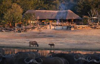 Buffalo in front of Khulu Bush Camp