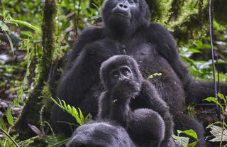 Nkuringo Gorillas