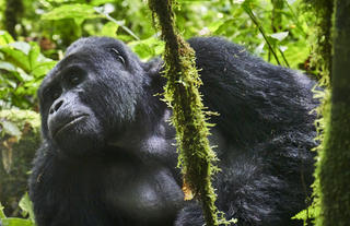 Rwamutwe, Nkuringo Gorilla Group Silverback